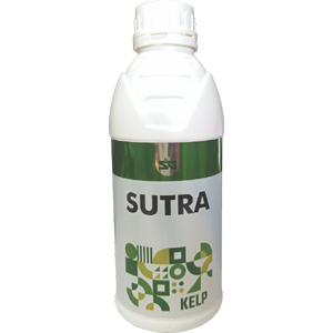 Sutra